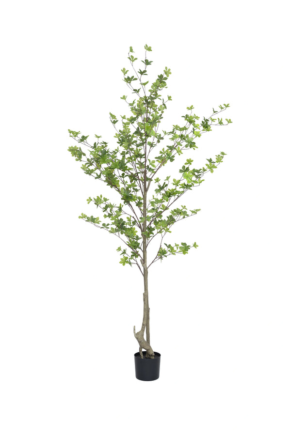 Enkianthus perulatus künstlich, H: 210cm