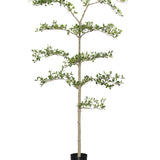 Buchida Bucera Shady Lady Baum Kunstpflanze L 180cm - Finestgreen