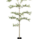 Buchida Bucera Shady Lady Baum Kunstpflanze L 180cm - Finestgreen