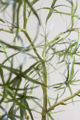 Queensland bottle Baum Kunstpflanze XL 240cm - Finestgreen