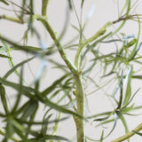 Queensland bottle Baum Kunstpflanze XL 240cm - Finestgreen