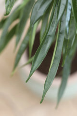 Ficus Alii Baum Kunstpflanze L 180cm - Finestgreen