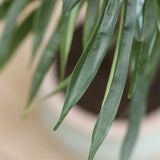 Ficus Alii Baum Kunstpflanze XL 230cm - Finestgreen