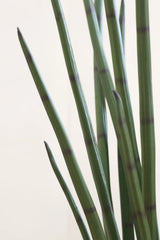Sansevieria Cylindrica Kunstpflanze L 180cm - Finestgreen