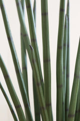 Sansevieria Cylindrica Kunstpflanze M 120cm - Finestgreen