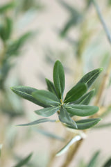 Olivenbaum Kunstpflanze XL 240cm - Finestgreen