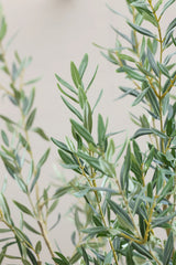Olivenbaum Kunstpflanze L 180cm - Finestgreen