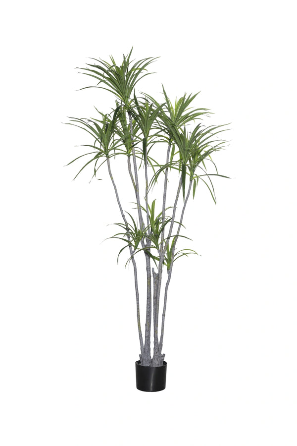Dracaena Marginata künstlich, H: 230cm