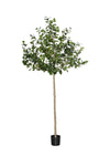Ficus Triangularis künstlich, H: 240cm