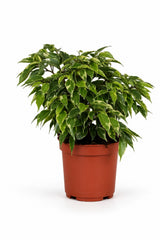 Ficus Benjamina Kinky – Buntblatt Ø:12 H:25 cm Finestgreen – freigestellt [mc]