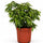 Ficus Benjamina Kinky – Buntblatt Ø:12 H:25 cm Finestgreen – freigestellt [mc]
