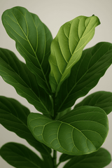 Ficus Lyrata - Geigenfeige Ø:17 H:60 cm Finestgreen 