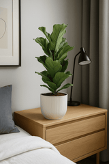 Ficus Lyrata - Geigenfeige Ø:17 H:60 cm Finestgreen 