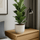 Ficus Lyrata - Geigenfeige Ø:17 H:60 cm Finestgreen 