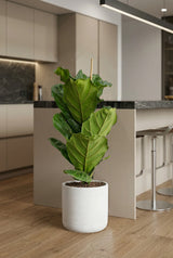 Ficus Lyrata kaufen — Geigenfeige mit großen geigenförmigen Blättern, 90 cm