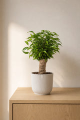Ficus Natasja kaufen — kompakter Ficus mit glänzenden ovalen Blättern