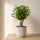 Ficus Natasja kaufen — kompakter Ficus mit glänzenden ovalen Blättern