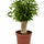 Ficus Natasja als Zimmerpflanze — vielseitiger kleiner Baum für Schreibtisch und Regal