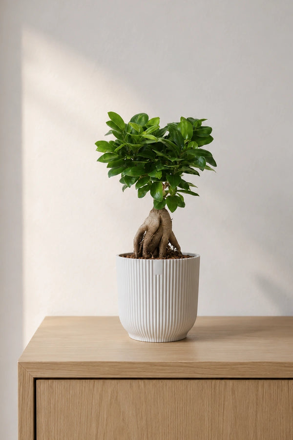 Ficus 'Ginseng' Bonsai