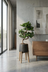 Ficus 'Ginseng' Bonsai Ø:27 H:70 cm Finestgreen 