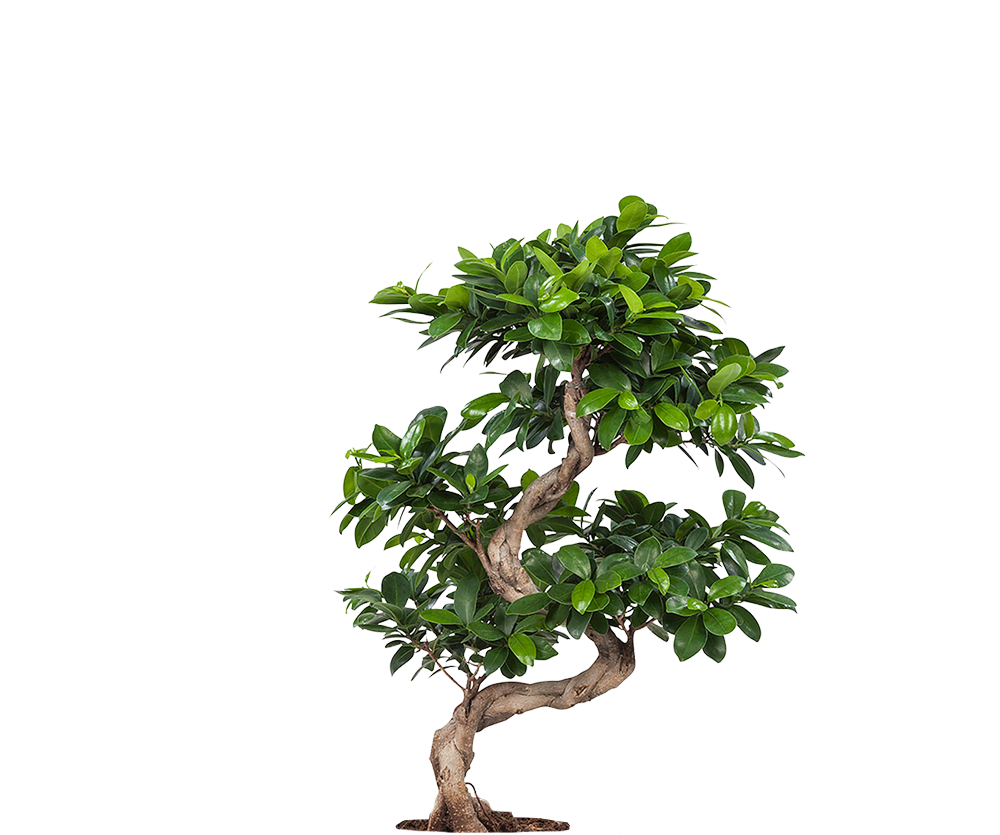 Ficus 'Ginseng' Bonsai