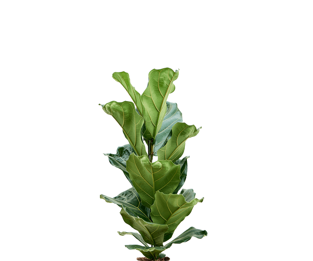 Ficus Lyrata - Geigenfeige