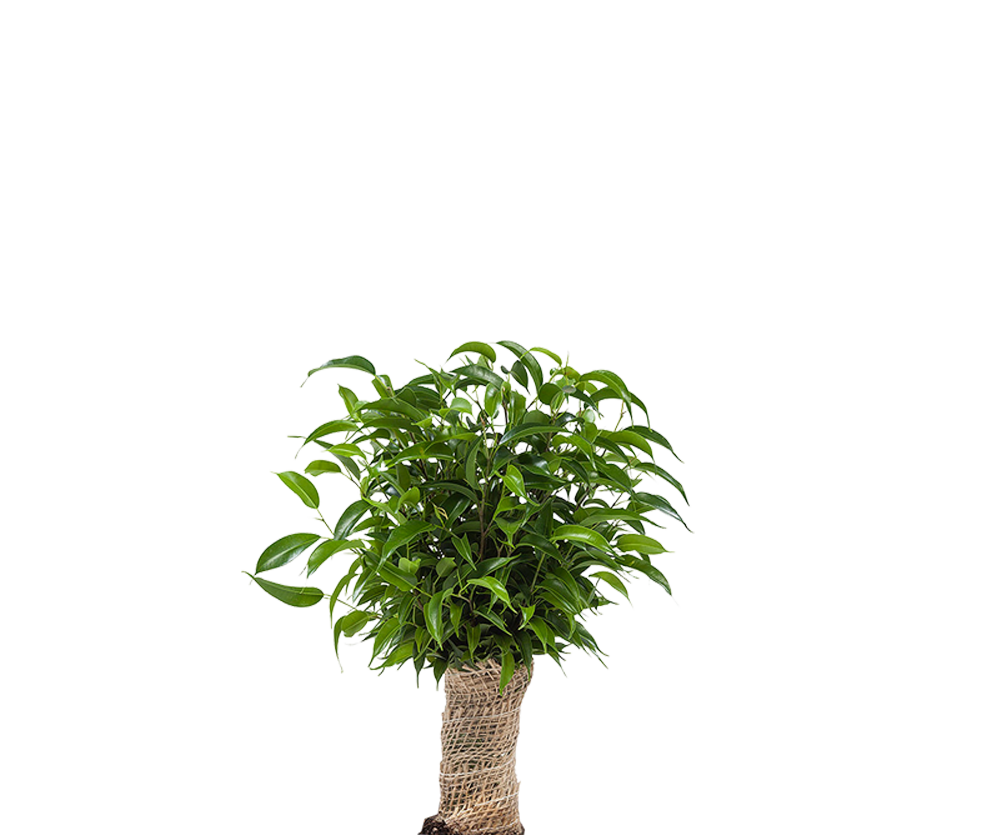 Zwerg-Birkenfeige - Ficus Natasja