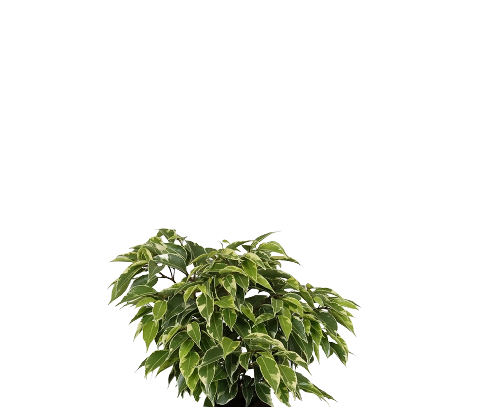Ficus Benjamina Kinky - Buntblatt-Birkenfeige