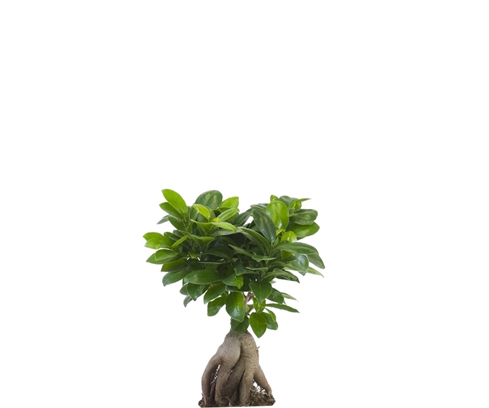 Ficus 'Ginseng' Bonsai