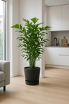 Fischschwanzpalme - Caryota Mitis