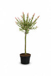 Harlekinweide - Flamingo-Weide Salix Integra