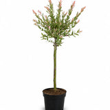 Flamingo-Weide Salix – Stämmchen - Finestgreen