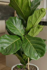 Ficus Lyrata Geigenfeige — tropische Zimmerpflanze mit markanten dunkelgrünen Blättern