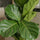 Ficus Lyrata Geigenfeige — tropische Zimmerpflanze mit markanten dunkelgrünen Blättern