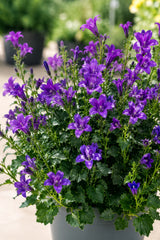 Glockenblume Campanula Ambella Violett – 3er-Set - Finestgreen