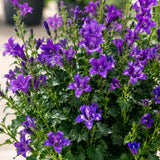 Glockenblume Campanula Ambella Violett – 3er-Set - Finestgreen