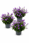 Glockenblume Campanula Ambella Violett – 3er-Set