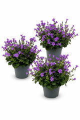 Glockenblume Campanula Ambella Violett – 3er-Set - Finestgreen