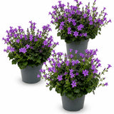 Glockenblume Campanula Ambella Violett – 3er-Set - Finestgreen