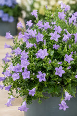 Glockenblume Campanula Ambella Lavendel – 3er-Set - Finestgreen