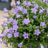 Glockenblume Campanula Ambella Lavendel – 3er-Set - Finestgreen