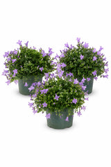 Glockenblume Campanula Ambella Lavendel – 3er-Set - Finestgreen
