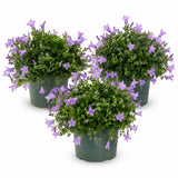 Glockenblume Campanula Ambella Lavendel – 3er-Set - Finestgreen
