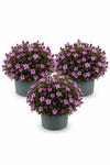 Glockenblume Campanula Ambella Pink – 3er-Set