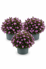 Glockenblume Campanula Ambella Pink – 3er-Set - Finestgreen