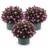 Glockenblume Campanula Ambella Pink – 3er-Set - Finestgreen