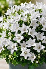 Glockenblume Campanula Ambella White – 3er-Set - Finestgreen