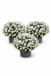 Glockenblume Campanula Ambella Weiß – 3er-Set