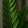 Glücksfeder - Zamioculcas Ø:14 H:50 cm Finestgreen 