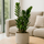 Glücksfeder - Zamioculcas Ø:14 H:50 cm Finestgreen 